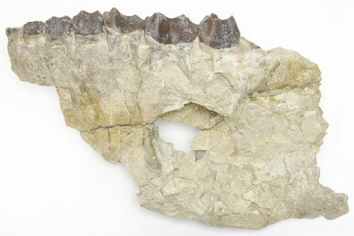 Fossil Running Rhino (Subhyracodon) Right Maxilla - Wyoming #216120